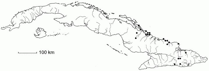 Jacquinia curvata