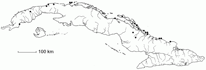 Jacquinia keyensis