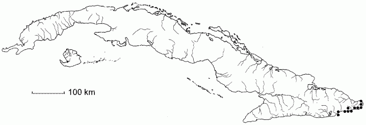 Jacquinia maisiana