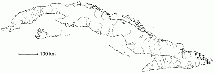 Jacquinia obovata