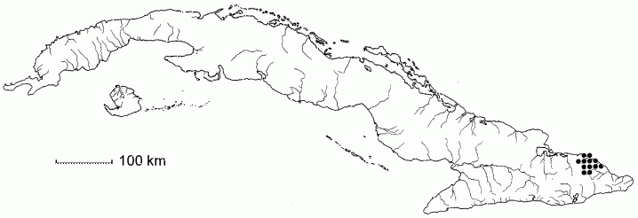 Jacquinia roigii