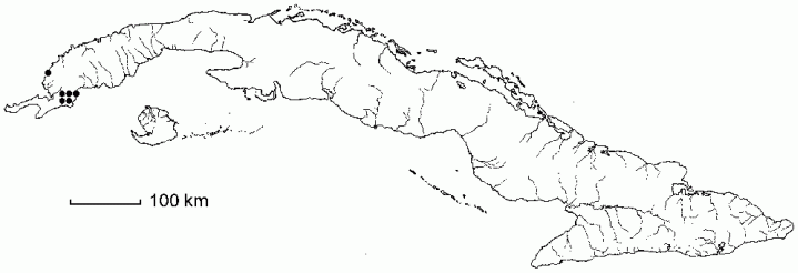 Lachnocaulon ekmannii