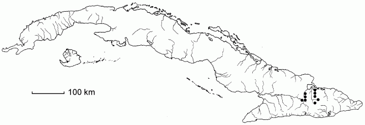 Lagetta valenzuelana subsp. pauciflora