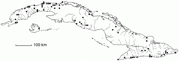 Lantana reticulata