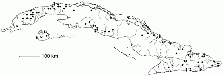 Lasiacis divaricata