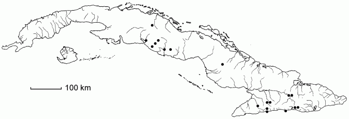 Lasiacis maculata