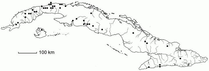 Lasiacis sloanei