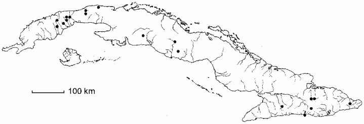 Lepianthes peltata