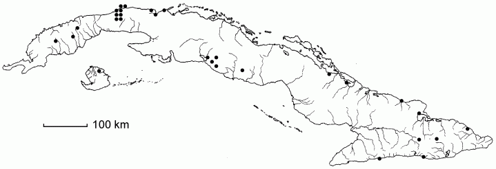 Lepidium virginicum