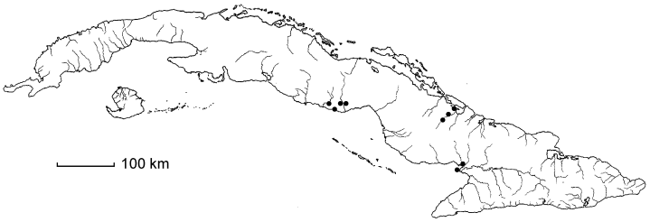 Leptochloa nealleyi