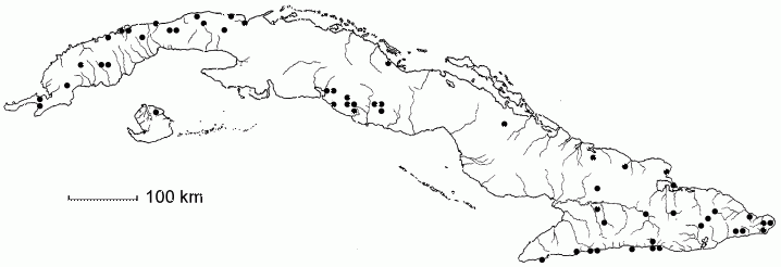 Licaria triandra