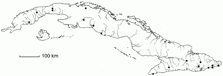 Lippia alba