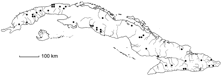 Lithachne pauciflora