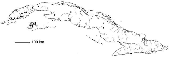 Ludwigia inclinata