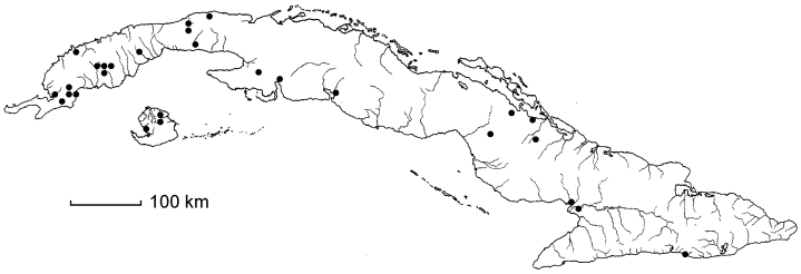 Ludwigia leptocarpa subsp. leptocarpa
