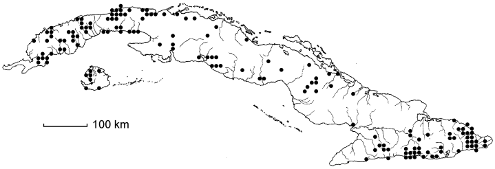 Ludwigia octovalvis
