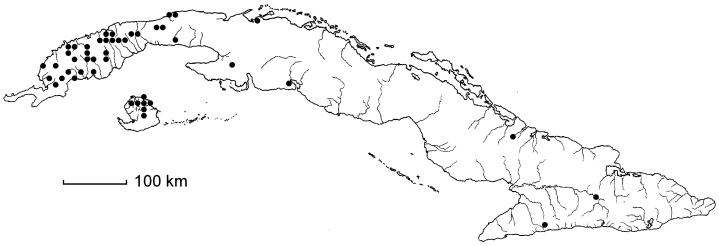Ludwigia peruviana