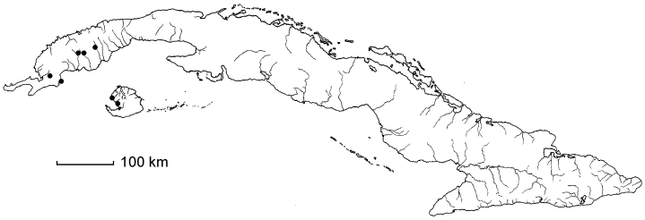 Ludwigia stricta