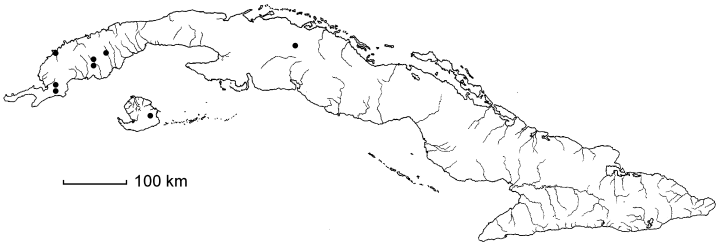 Ludwigia torulosa