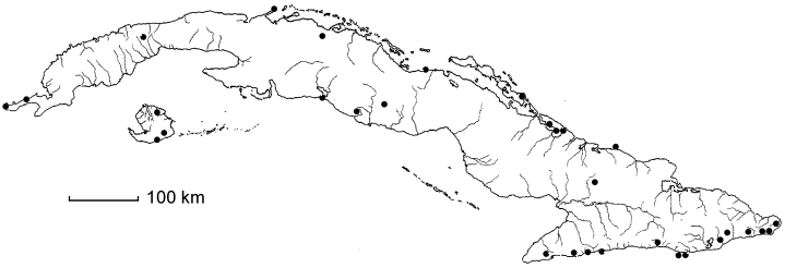 Lysiloma sabicu