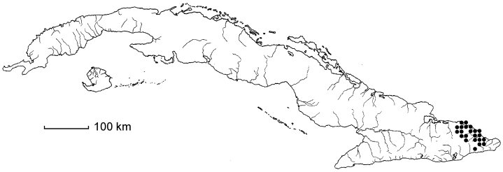 Malpighia bissei