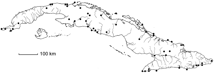 Malpighia cubensis