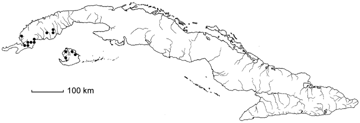Malpighia horrida