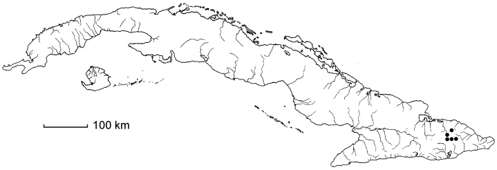 Malpighia montecristensis subsp. montecristensis