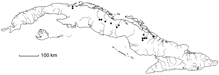 Malpighia nummulariifolia subsp. nummulariifolia