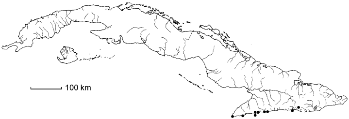 Malpighia pallidior