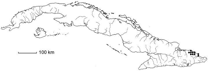 Malpighia subpilosa