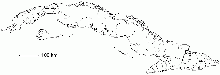Mappia racemosa