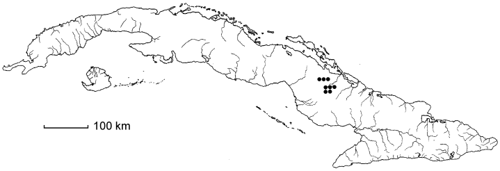 Mascagnia nana
