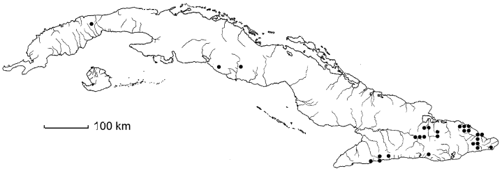 Matayba domingensis