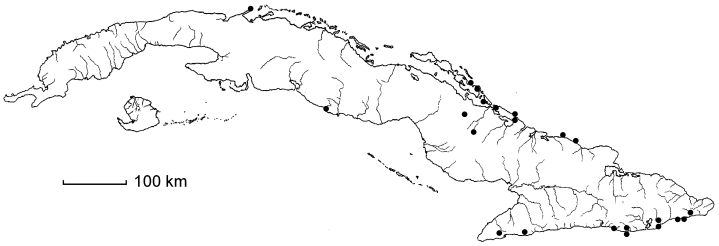 Melochia tomentosa