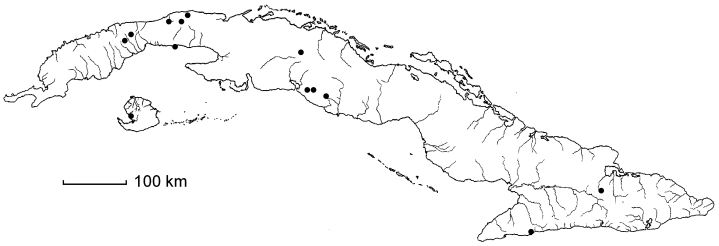 Mimosa pellita