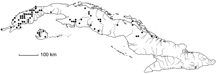 Morella cerifera