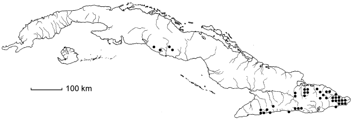 Morella punctata