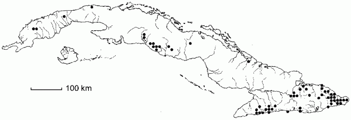 Myrsine coriacea
