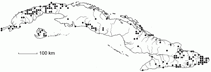 Nectandra coriacea