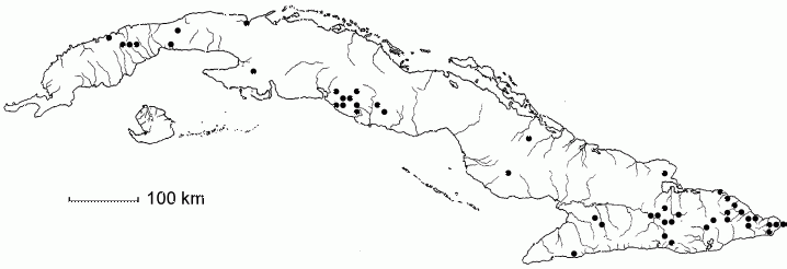 Nectandra hihua