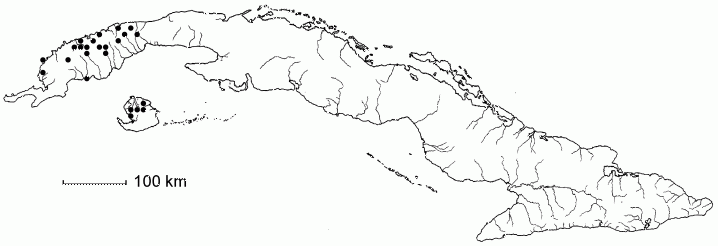 Nectandra minima