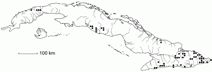 Ocotea cuneata