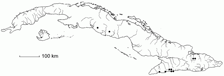 Ocotea ekmanii