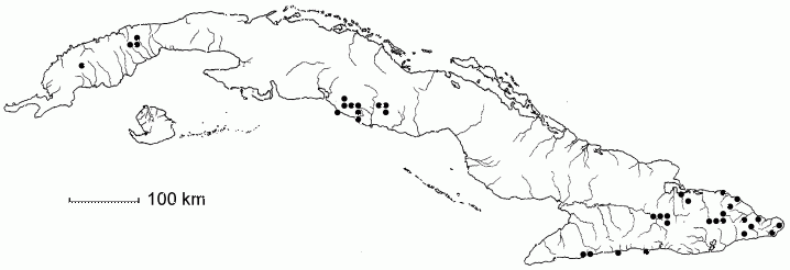 Ocotea floribunda