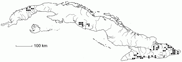 Ocotea leucoxylon