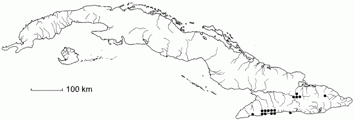 Ocotea reticularis