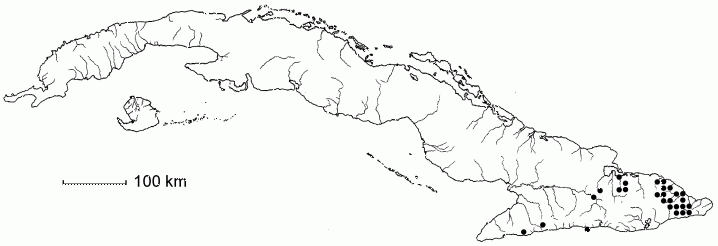 Ocotea spathulata
