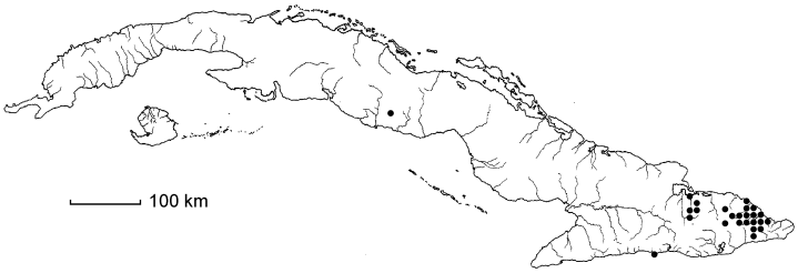 Olfersia alata
