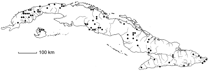 Olyra latifolia